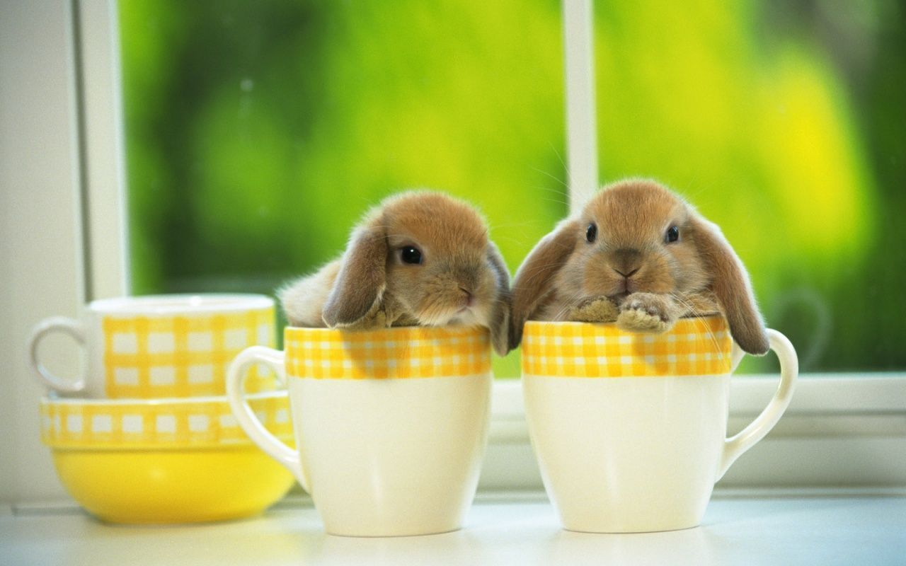 16 Easter Backgrounds for Zoom, Teams & Skype - Funny Meeting Backgrounds