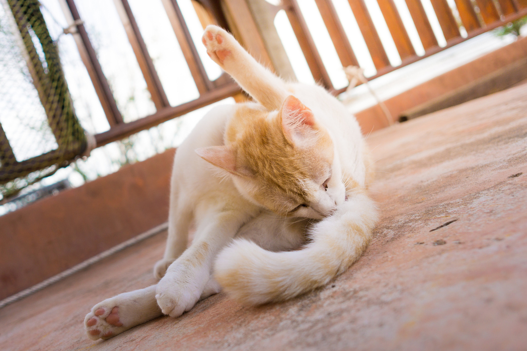 39 Cute Crazy Cat Zoom Teams Backgrounds - Funny Meeting Backgrounds