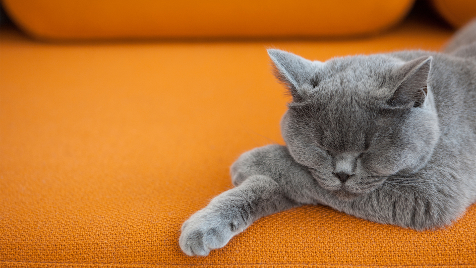 39 Cute Crazy Cat Zoom Teams Backgrounds Funny Meeting Backgrounds Animals SleepyKitty