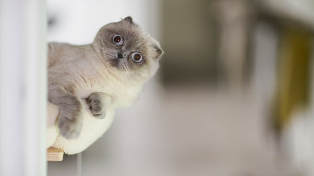 39 cute crazy cat zoom teams backgrounds funny meeting backgrounds
