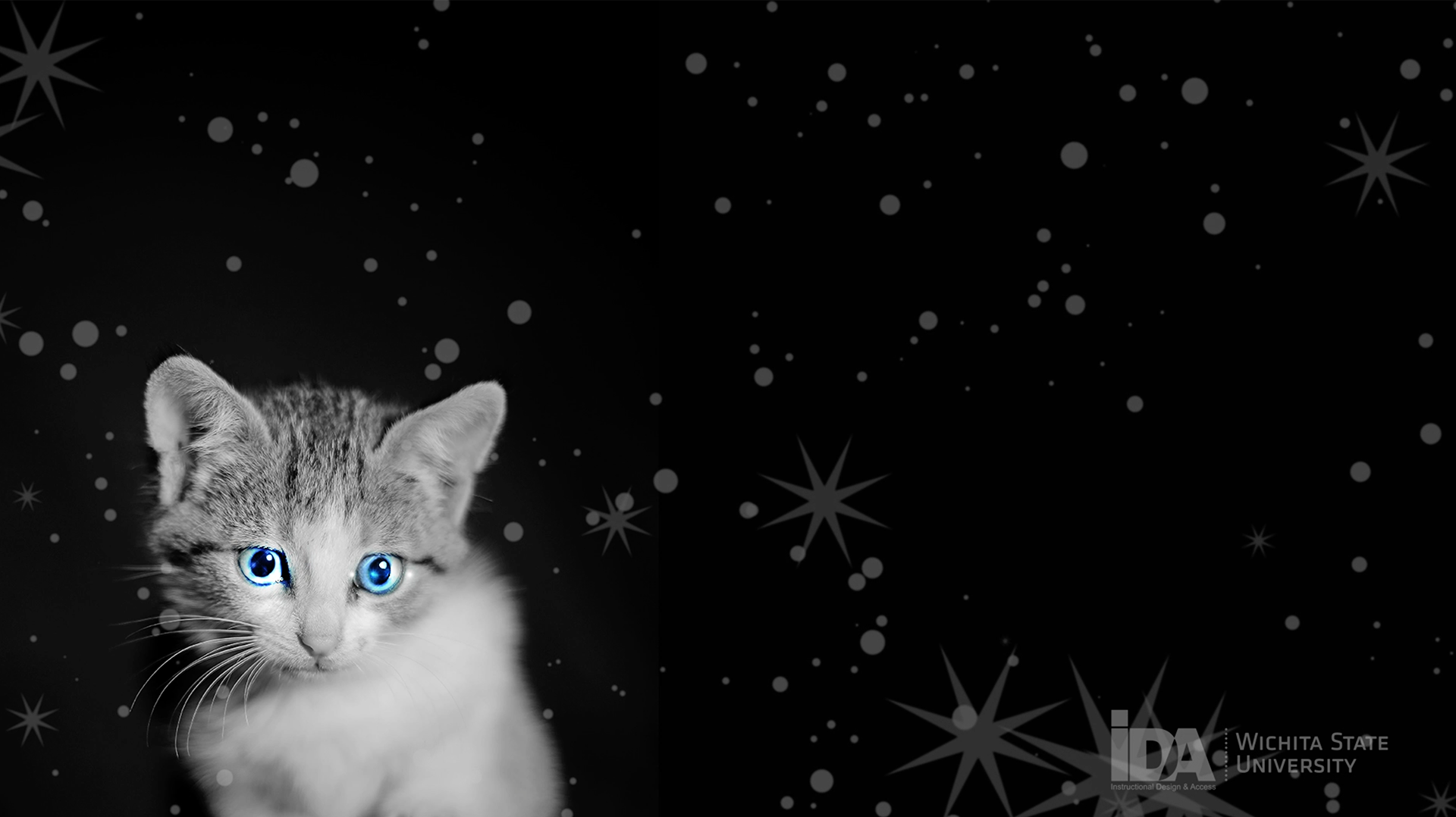 Cat Zoom Background