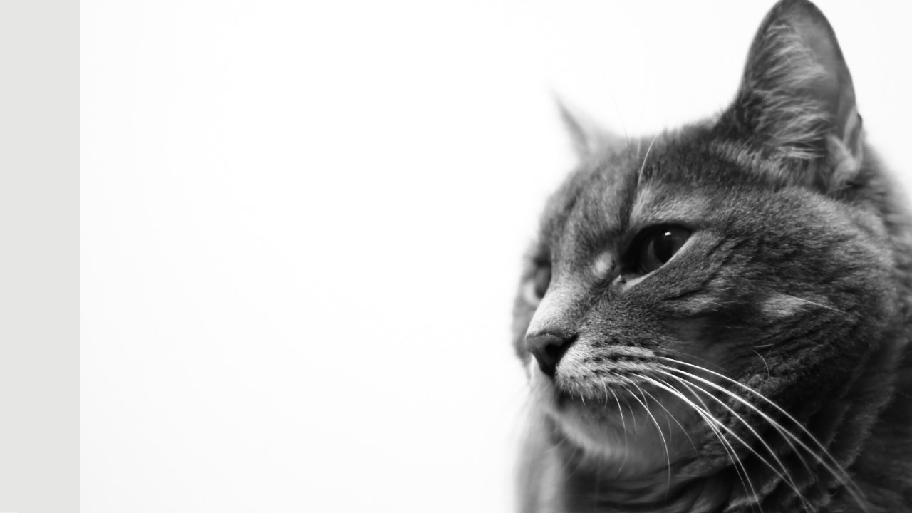 39 Cute Crazy Cat Zoom Teams Backgrounds Funny Meeting Backgrounds